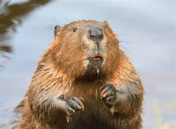 Why Was The Beaver Called The Beaver?